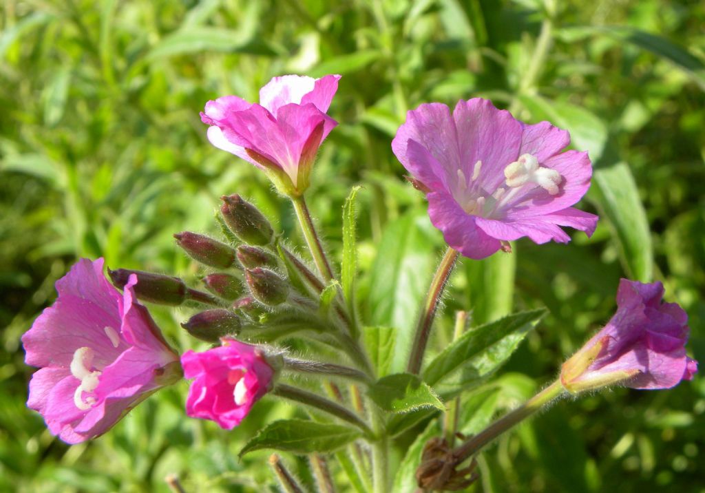 Epilobium hirsutum